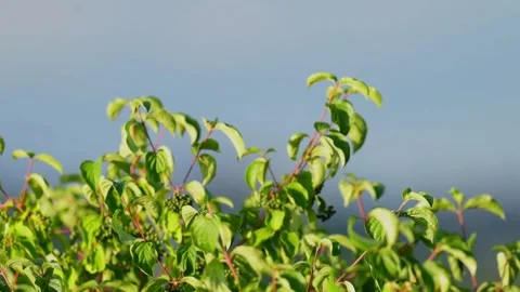 Authentic Close Up of Trees and Green Vegetation Moving in the Wind Stock Footage 342966817