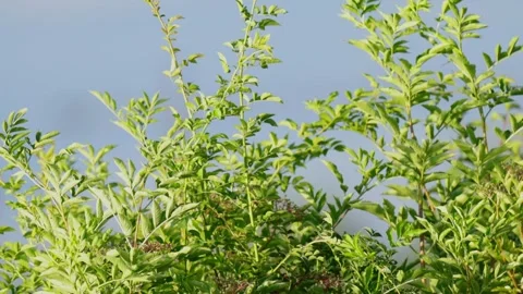 Authentic Close Up of Trees and Green Vegetation Moving in the Wind Stock Footage 342966852