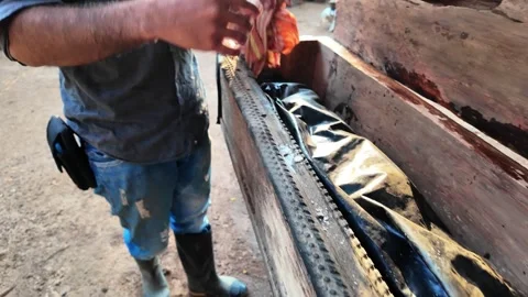 Authentic craftsmanship: A man handles traditional Venezuelan cheese in a Vidéo 317444297