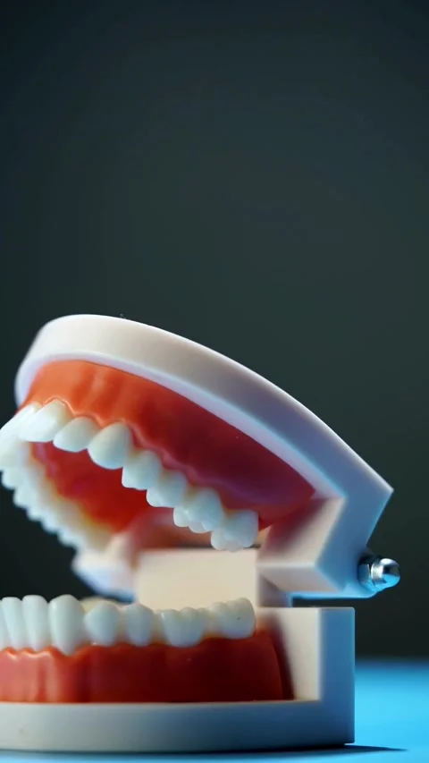 Authentic Dental Teeth Model Dentistry Mouth Traditional Asian Video stock 331763088