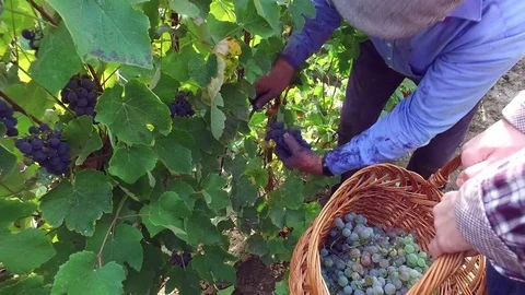 Authentic farmer gathering ripe grapes from vineyard in harvest Stock Footage 70572233