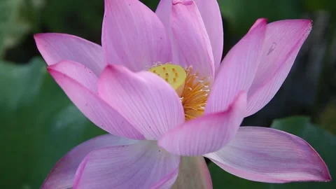 Authentic Footage of Blooming Lotuses with Buzzing Bees 스톡 동영상 319610783