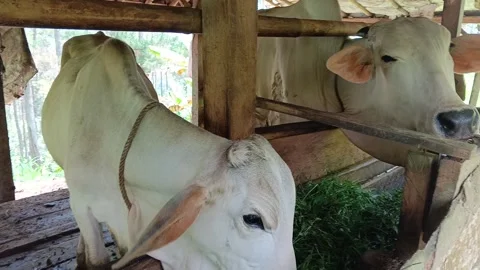 Authentic footage of two cows eating fresh grass in a barn. Stock Footage 317936223