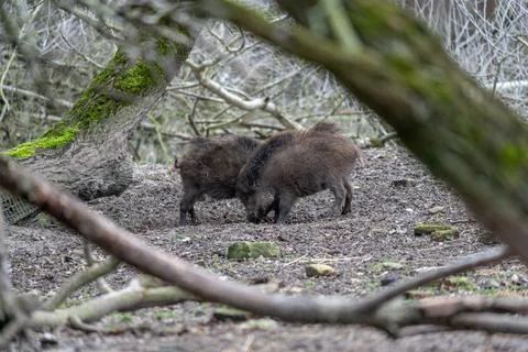 An authentic glimpse into the lives of wild boars. Stock Photos