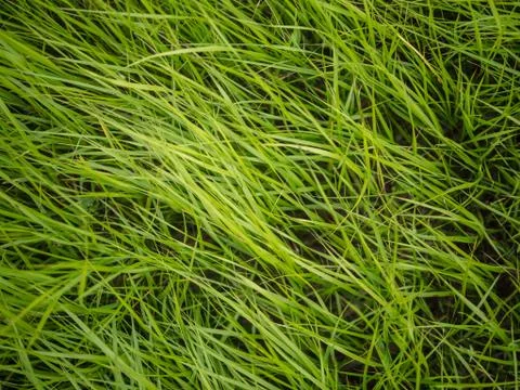 Authentic green grass background Stock Photos