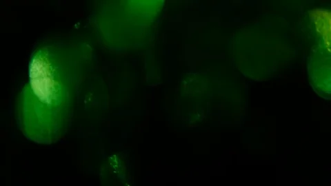 Authentic green spots light leaks on a b... | Stock Video | Pond5