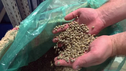 Authentic Handheld Close Up of Male Hands Pouring a Large Handful of Unroas.. 스톡 동영상 332155527