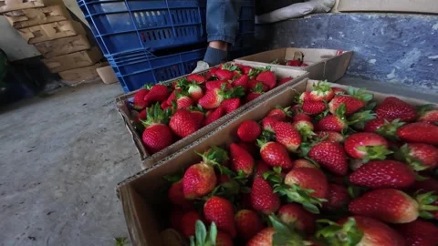 Authentic Harvest of Ripe Strawberries in Boxes at Rustic Farm Storage Stock Footage 335972410