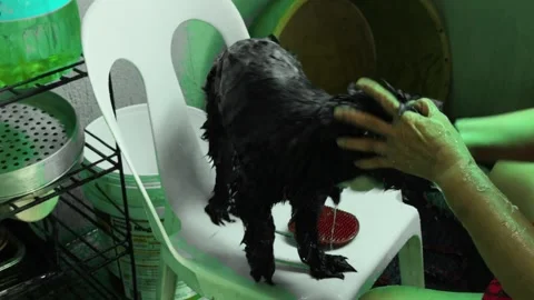 Authentic Home Pet Care: Small Black Dog Getting a Shampoo Bath Stock Footage 339453683