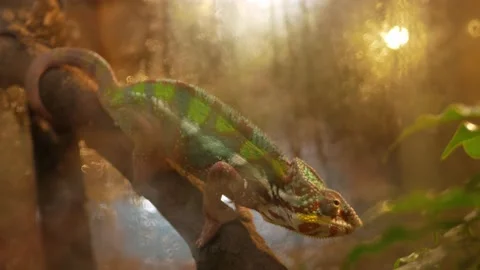 Authentic landscape, chameleon on a tree branch. Tropical green lizard. Stock Footage 159794881