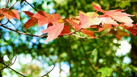 Authentic, living Red maple leaves fluttering in the wind in Minnesota forest Stock Footage 96219944