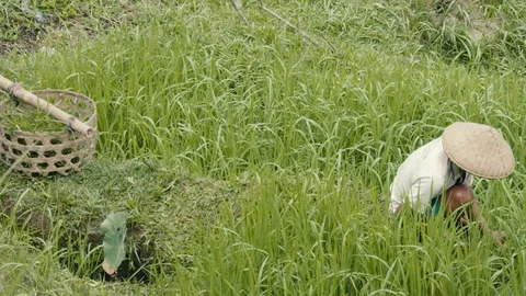 Authentic look of the man working in the green rice terrace, rice production Video stock 98519126