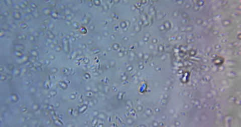 Authentic microscope footage highlights the diversity and activity of micro Stock Footage 328817388