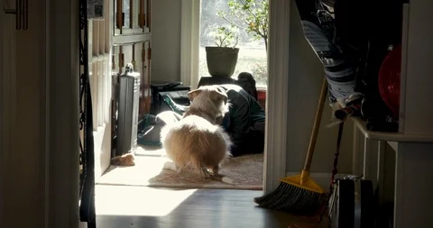 Authentic moment between a young boy and his dog Stock Footage 109307215