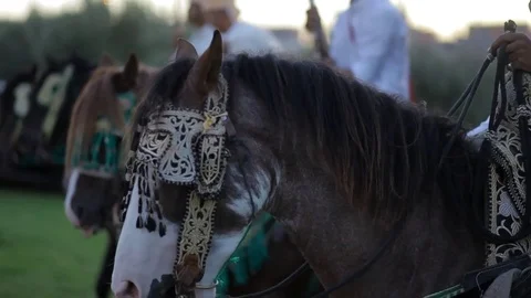 Authentic Moroccan show, decorative Knight on a horse wedding Concept Stock Footage 81373023