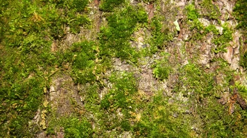 Authentic moss on a tree, close-up of green plant moss on tree bark,animation Vídeos de archivo 337005668