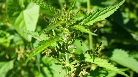 Authentic nettle. Wild nettle, medicinal. Nettle bushes,animation Stock Footage 338350063