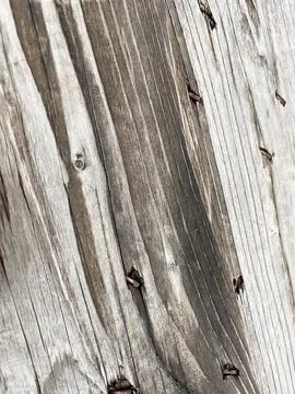 Authentic Old Wood Texture Stock Photos