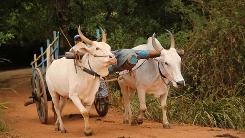 Authentic ox carriage ride in Sri Lanka  Stock Footage 104122482