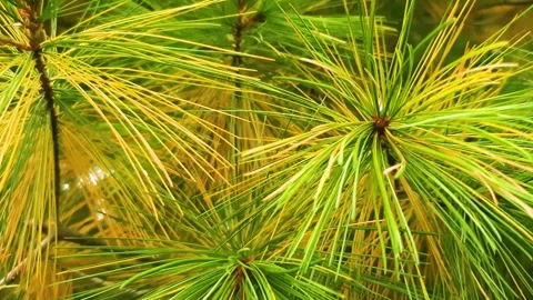 Authentic pine branches with yellow-green needles. Pine branch, tree, fir tree w 库存影片 346846857