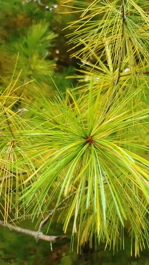 Authentic pine branches with yellow-green needles vertical. Pine branch 库存影片 346846886