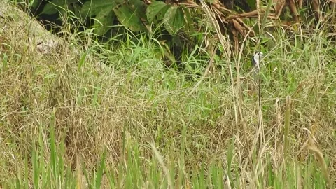 Authentic Rice Field Landscape with Natural Colors and Real Perspective Stock Footage 308399646