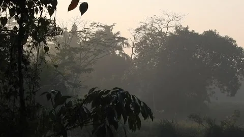 Authentic Rice Field Landscape with Natural Colors and Real Perspective Stock Footage 308433414