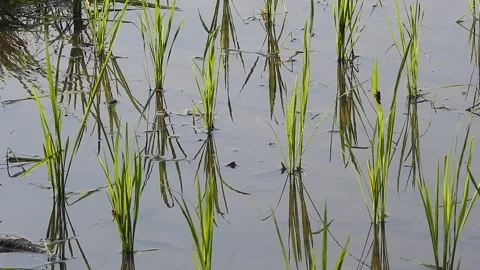 Authentic Rice Field Landscape with Natural Colors and Real Perspective Stock Footage 308434853