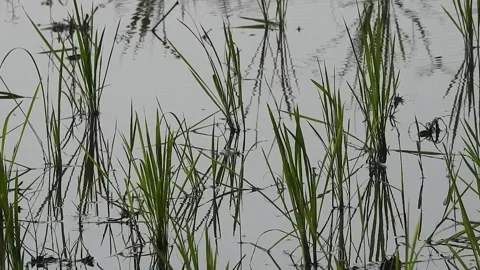 Authentic Rice Field Landscape with Natural Colors and Real Perspective Stock Footage 308434875