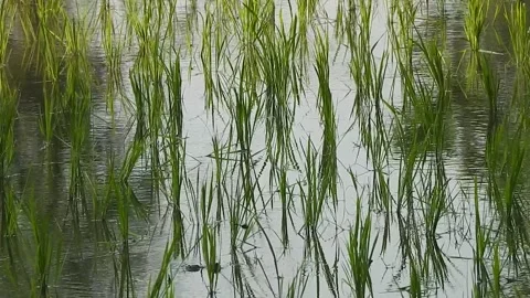 Authentic Rice Field Landscape with Natural Colors and Real Perspective Stock Footage 308434907