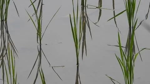 Authentic Rice Field Landscape with Natural Colors and Real Perspective Stock Footage 308437616
