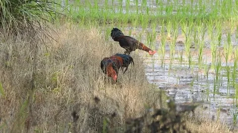 Authentic Rice Field Landscape with Natural Colors and Real Perspective Stock Footage 308438643