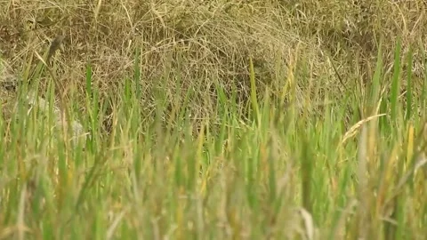 Authentic Rice Field Landscape with Natural Colors and Real Perspective Stock Footage 308449100
