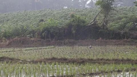 Authentic Rice Field Landscape with Natural Colors and Real Perspective Stock Footage 308450058