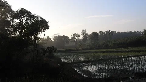 Authentic Rice Field Landscape with Natural Colors and Real Perspective Stock Footage 308452812