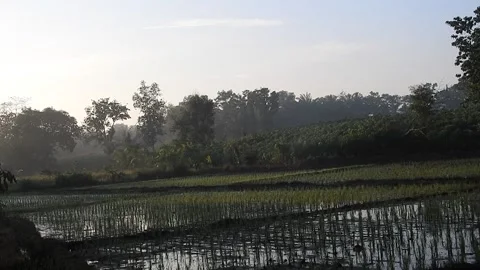 Authentic Rice Field Landscape with Natural Colors and Real Perspective Stock Footage 308452838
