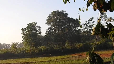 Authentic Rice Field Landscape with Natural Colors and Real Perspective Stock Footage 308453003