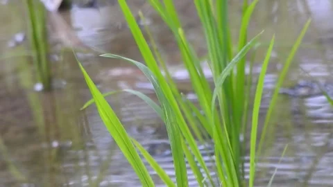 Authentic Rice Field Landscape with Natural Colors and Real Perspective Stock Footage 308457256