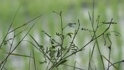 Authentic Rice Field Landscape with Natural Colors and Real Perspective Stock Footage 308457969