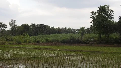 Authentic Rice Field Landscape with Natural Colors and Real Perspective Video stock 308458037