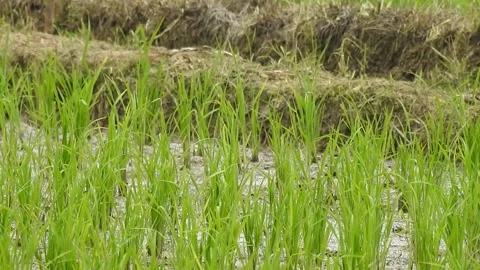 Authentic Rice Field Landscape with Natural Colors and Real Perspective Stock Footage 308458154