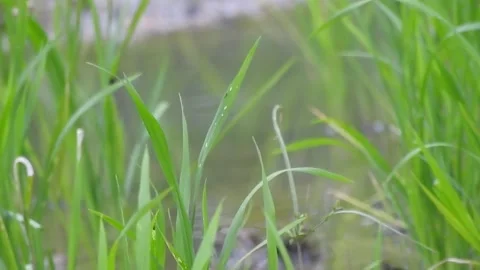 Authentic Rice Field Landscape with Natural Colors and Real Perspective Stock Footage 308458948