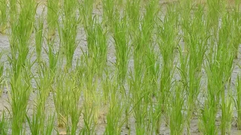 Authentic Rice Field Landscape with Natural Colors and Real Perspective Stock Footage 308459624