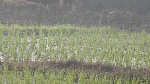 Authentic Rice Field Landscape with Natural Colors and Real Perspective Stock Footage 308460271