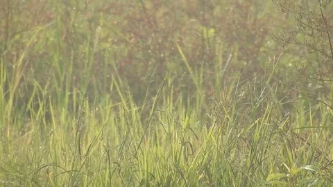 Authentic Rice Field Landscape with Natural Colors and Real Perspective Stock Footage 308460357