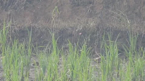Authentic Rice Field Landscape with Natural Colors and Real Perspective Stock Footage 308462291