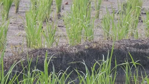 Authentic Rice Field Landscape with Natural Colors and Real Perspective Stock Footage 308462532