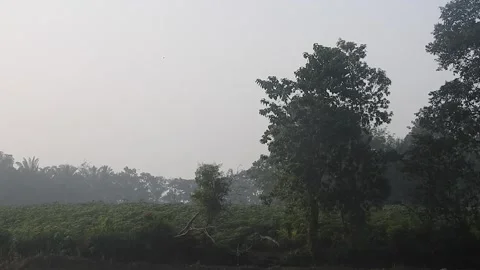 Authentic Rice Field Landscape with Natural Colors and Real Perspective Stock Footage 308462660