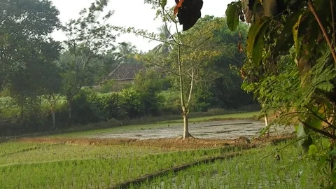 Authentic Rice Field Landscape with Natural Colors and Real Perspective Stock Footage 308464457