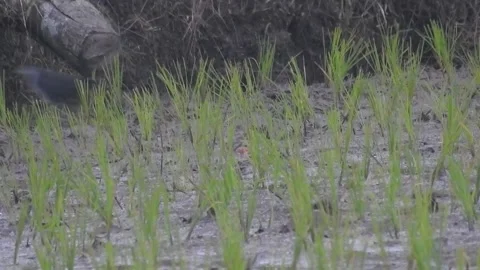 Authentic Rice Field Landscape with Natural Colors and Real Perspective Stock Footage 308465168